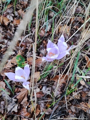 Crocus speciosus