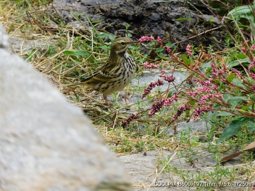 Rosy Pipit (Anthus roseatus), photo 9