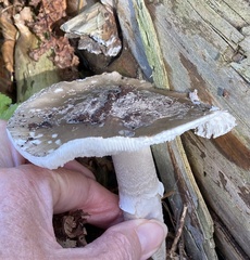Amanita excelsa
