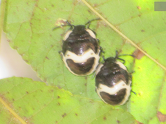 Poecilocoris lewisi