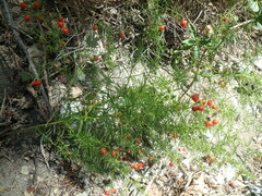 Asparagus verticillatus