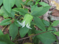 Silene baccifera