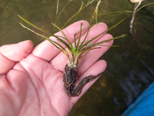 Image of Isoetes echinospora by (c) Timothy McNitt, some rights reserved (CC BY)
