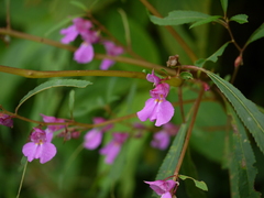 Impatiens rosea