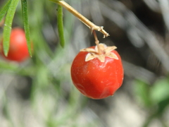 Asparagus verticillatus
