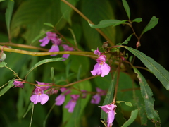 Impatiens rosea