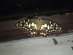 Papilio demoleus