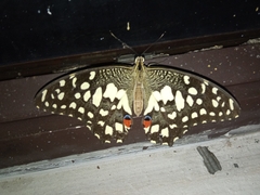 Papilio demoleus