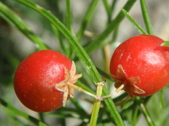 Asparagus verticillatus