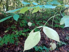 Staphylea pinnata