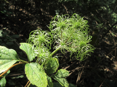 Clematis heracleifolia
