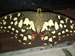 Papilio demoleus