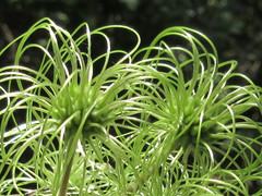 Clematis heracleifolia