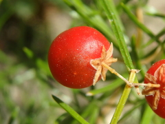 Asparagus verticillatus