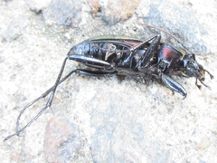 Carabus jankowskii