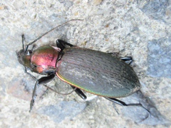 Carabus jankowskii
