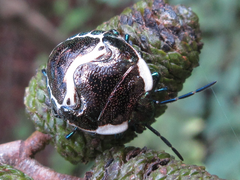 Poecilocoris lewisi