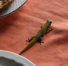 Phelsuma laticauda laticauda