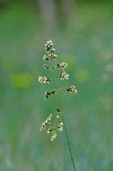 Anthoxanthum repens