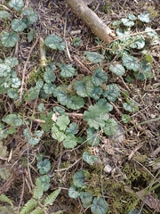 Rubus pectinellus