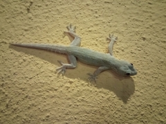 Hemidactylus frenatus