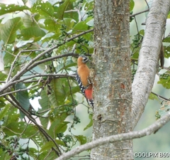 Dendrocopos hyperythrus