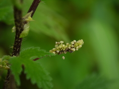 Girardinia diversifolia