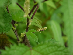 Girardinia diversifolia