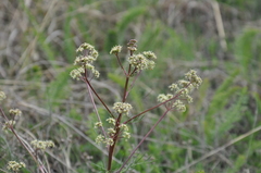 Trinia glauca