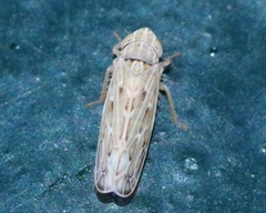 Psammotettix alienus