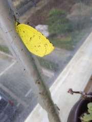 Eurema mandarina
