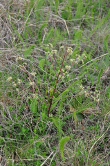 Trinia glauca