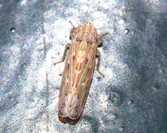 Psammotettix alienus