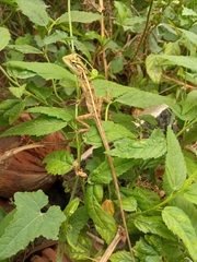 Calotes versicolor