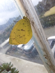 Eurema mandarina