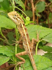 Calotes versicolor
