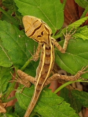Calotes versicolor