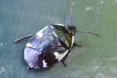 Tritomegas sexmaculatus