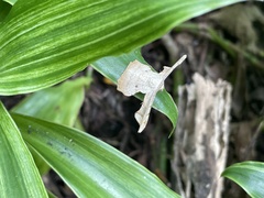 Krananda oliveomarginata