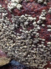 Chthamalus hedgecocki