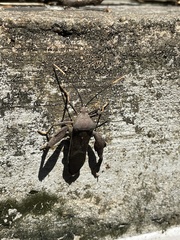 Pseudomictis distinctus