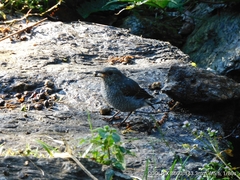 Phoenicurus fuliginosus