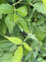 Anterhynchium flavomarginatum