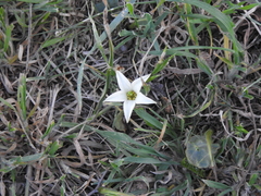 Jaborosa integrifolia
