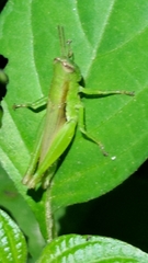 Oxyini