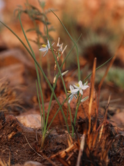 Chlorophytum fasciculatum