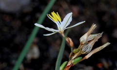 Chlorophytum fasciculatum