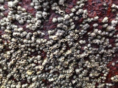 Chthamalus hedgecocki