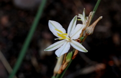 Chlorophytum fasciculatum