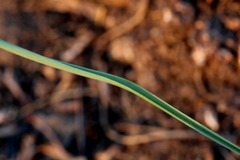 Chlorophytum fasciculatum